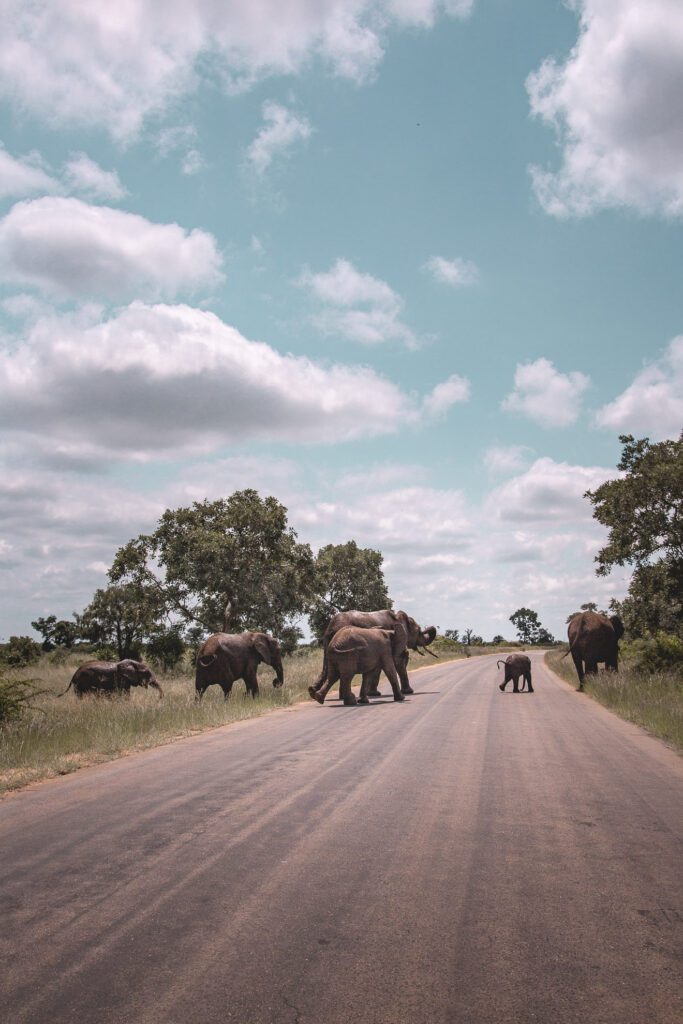 Elephant crossing in Kruger National Park